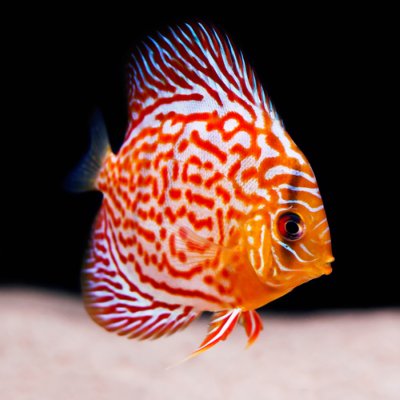 Discus